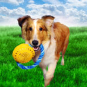 Professional Pet Photographer - Atlanta, GA