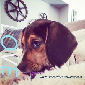 The Purrfect Pet Nanny, LLC - Pet Sitting Service - Phoenixville, PA