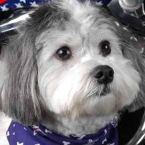 Glamour Shots Pet Photography - Freehold, NJ