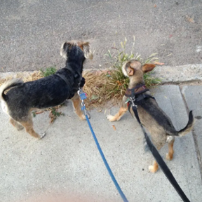 Freelance Pet Sitter and Dog Walker - Brooklyn, NY