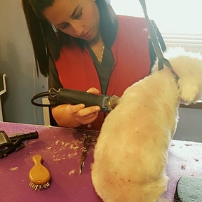 Pawfection - Mobile Dog Groomer - Hammond, LA
