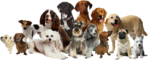 Group dogs sm
