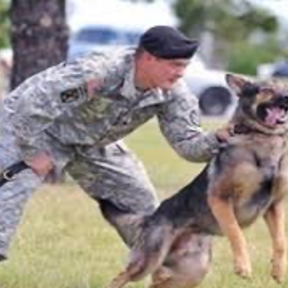 Play and Obey Private Canine Training  - Paragould, AR