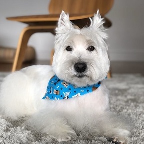 Pride & Groom / Aqua Doggie  - San Anselmo, CA