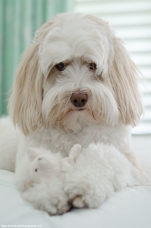 Paws and Prints Pet Photography - Naples, FL
