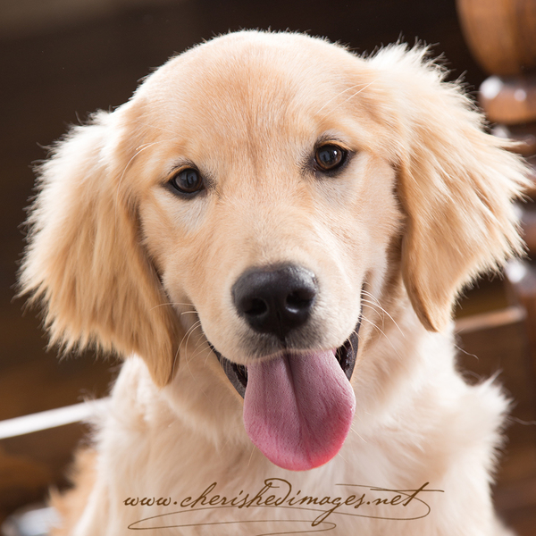 Professional Pet Photography by Cherished Images - Boise, ID