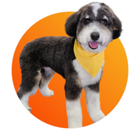 Express Mobile Dog Grooming - Grove City, OH