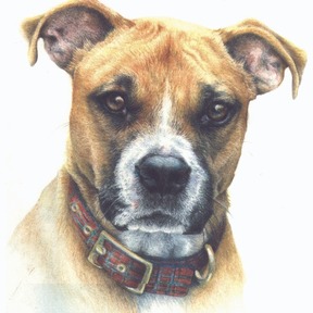 Noreen Mola Fine Animal Portraiture - Pet Artist - West Redding, CT