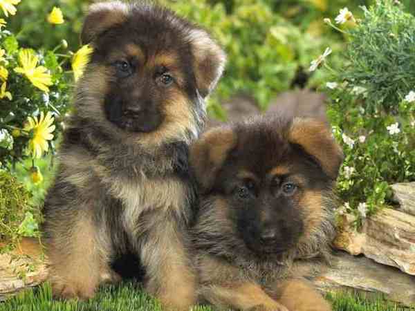 German shepard 36