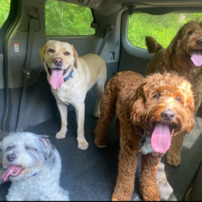 Dogs Unleashed LLC - Dog Walking and Sitting - Fairfield, CT