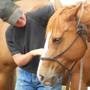 Flow for Horses℠ Equine Bodywork - Horse Massage - Colton, OR