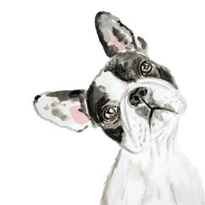 Watercolor Custom Pet Portrait - Nocatee, FL -Nocatee, FL