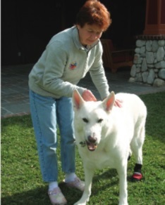 Easing Paw Animal Wellness - Los Angeles, CA - Monrovia, CA