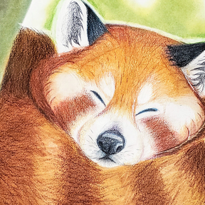 Kayleigh Lewis - Custom Pet Portraits - Tucson, AZ
