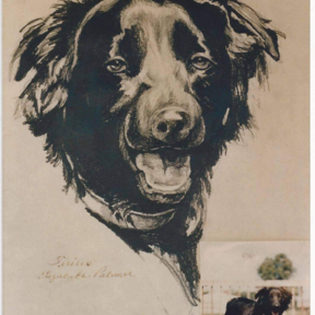 Sirius Studio - Rogers Texas Pet Portrait Artist - Rogers, TX