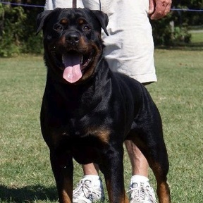 Ruff "n" Ready All Breed Dog Training - Mobile K9 Trainers - Christiansburg, VA