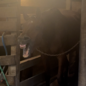 Animal Massage Therapy - Denham Springs, LA