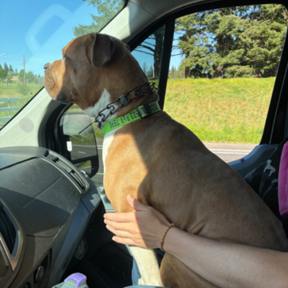 Turbo Pet Transport & Rescue - Oregon City, OR