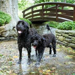 Willow Street Pictures - Pet Photographer - Harleysville, PA