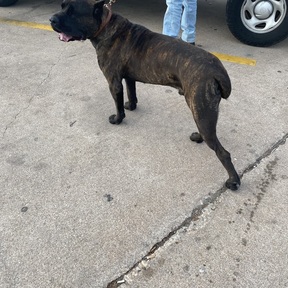 Kingdom Transportation Services - Pet Transport - Killeen, TX