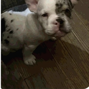 Kingdom Transportation Services - Pet Transport - Killeen, TX