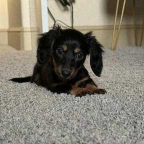 Lollie & Pops Pet Transport | Door-To-Door Pet Transport - Hobbs, NM
