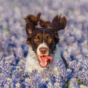 Chile Dog Photography - Sandy, UT