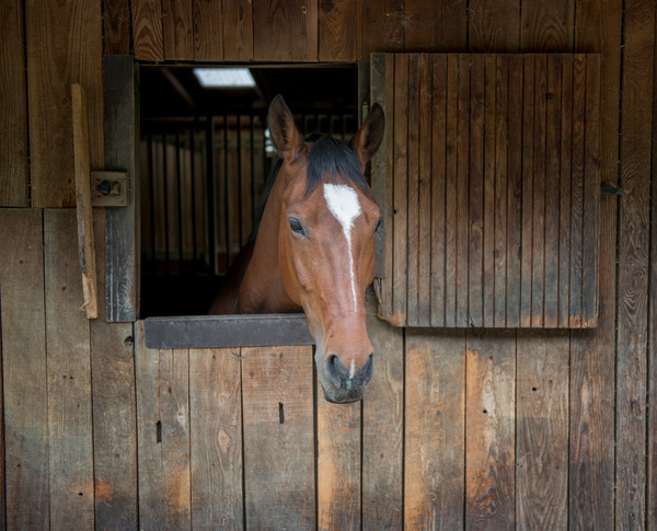 Barnhorse