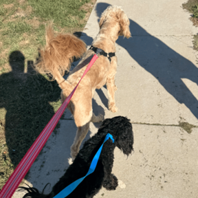 Don’t Be Afraid To Give Us A Paw - Pet Sitting - Springfield, MO