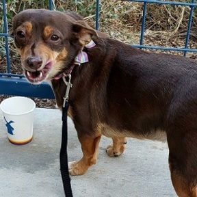 Waggin' West Pets - Dog Walking and Pet Sitting Services - Rocklin, CA