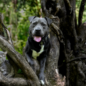 Elite Flight Nanny & Pet Relocation Expert - Seattle, WA