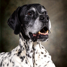 Dennis Akins Pet Photography - North Little Rock, AR
