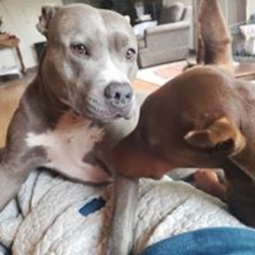 Playing Paws - Daycare and Pet Sitting - Ridgefield, WA