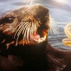 Petsaurus Pet Relocation Service - Melbourne, FL