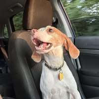 Rides 4 paws profile