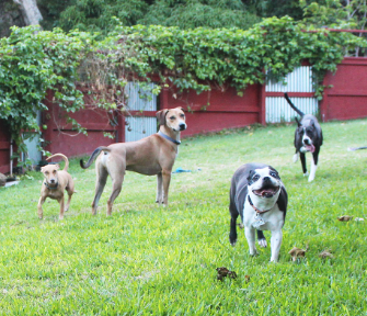 Happy Dogs Maui - Dog Boarding & Doggy Daycare - Wailuku, HI