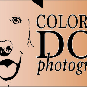 Colorado Dog Photography - Silverthorne, CO