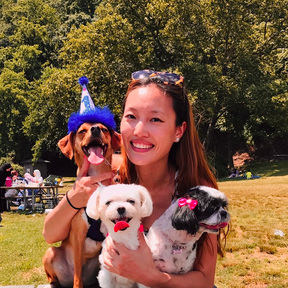 Puppy and Adult Dog Basic Obedience Trainer - Nottingham, MD
