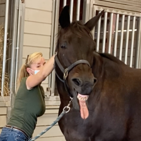 WellAlive - Equine Massage and Horse Healing - Dixon, CA