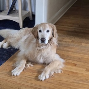 Pet Whisperer Dog Walks and Pet Rides - Simpsonville, SC