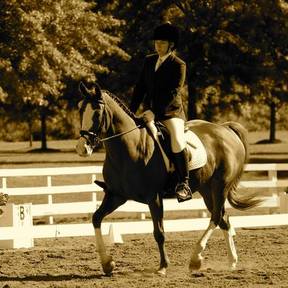Horsesense Bodywork and Equine Reiki - Harvard, MA -Harvard, MA