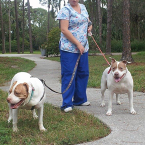 Angel Paws Transport and Pet Sitting  - St. Petersburg, FL