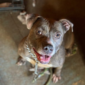 The Dog Specialist - Dog Nutritionist - Stockbridge, GA
