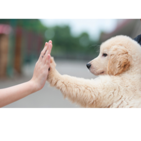 Pup & Co Muskegon - Mobile Positive Dog Training  - Muskegon, MI