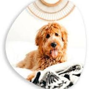 ReadiVet - Mobile Vet Care at Home - Nashville, TN