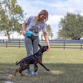 Florida Dog Training - Orange Park, FL