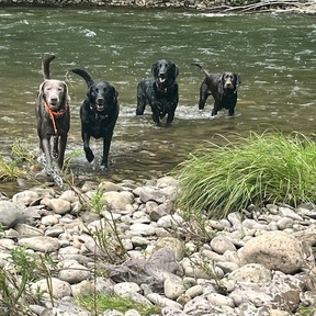 One Love Pet Transport - Bloomsburg, PA