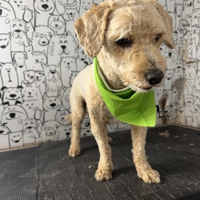 Chéster Mobile Pets Grooming - West Harrison, NY