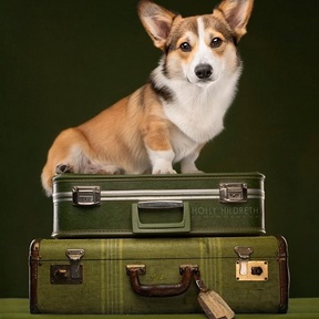 Holly Hildreth Photography - Pet Photographer - New Albany, OH