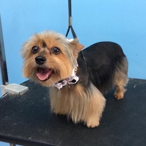 Puppylicious Pet Grooming Salon - Coconut Creek, FL